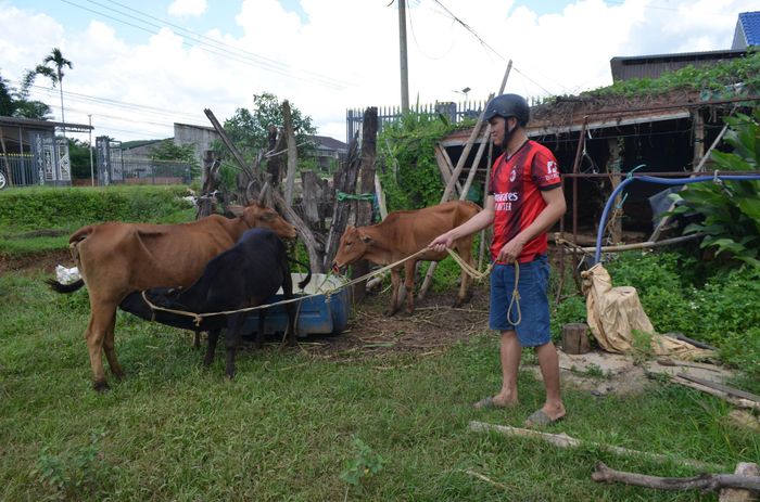 Xã Đắk Sắk chăm lo sinh kế cho hộ nghèo, cận nghèo.