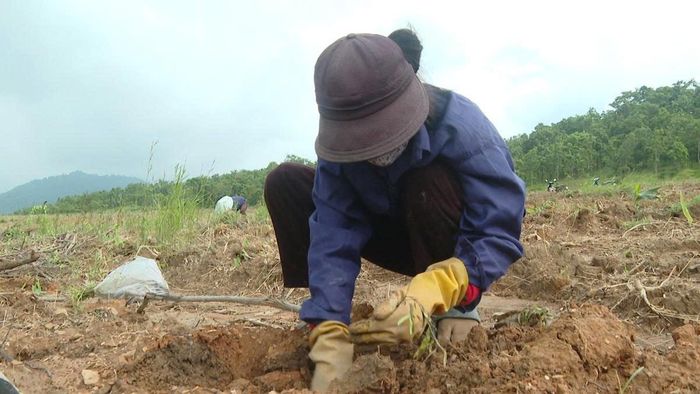 Mỗi cây giống được trồng xuống sẽ góp phần tăng độ che phủ rừng ở Lâm Đồng