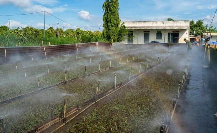 Kỹ thuật gieo ươm cây giống là một trong những thế mạnh của Công ty TNHH MTV Lâm nghiệp Bình Thuận (Lâm Đồng)