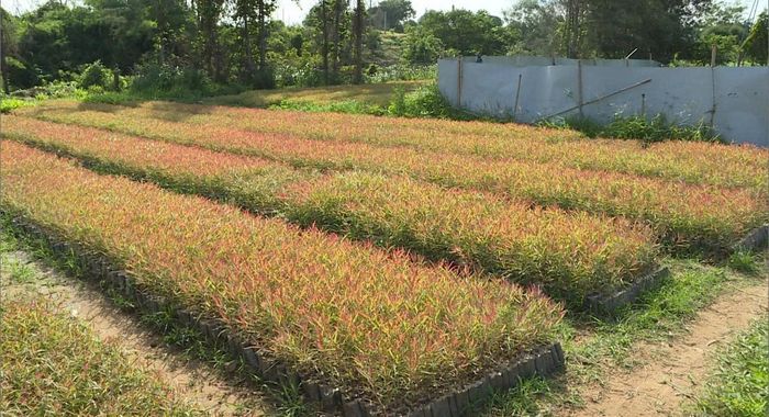 Cây bạch đàn giống chuẩn bị cho mùa trồng rừng năm 2026
