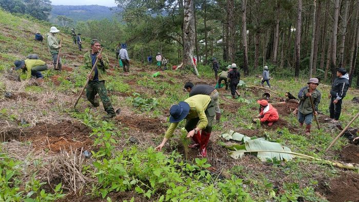 Các đơn vị tiến hành trồng lại rừng thay thế trên diện tích được giải tỏa
