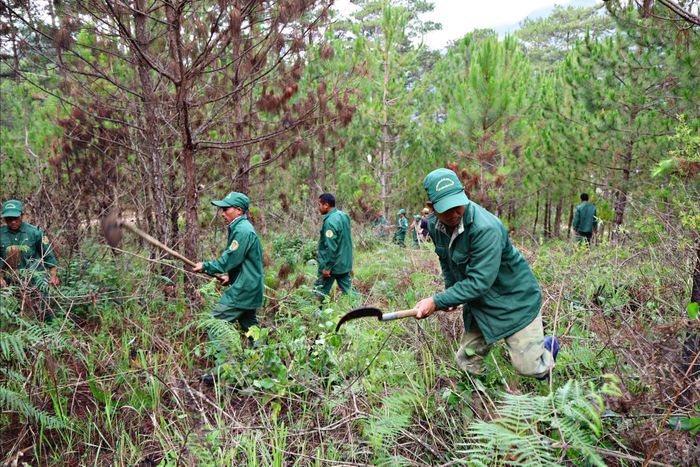 Các thành viên tổ dự bị động viên tham gia quản lý, bảo vệ rừng tại Trạm Đạ Sar phát dọn thực bì, chăm sóc rừng trồng