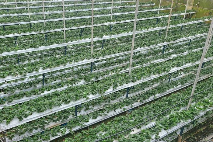 Các sản phẩm nông sản được người dân Lâm Đồng đưa lên sàn thương mại điện tử ngày càng nhiều