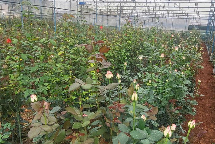 Việc ứng dụng khoa học công nghệ đã giúp nông dân ở Lâm Đồng nâng cao chất lượng sản phẩm