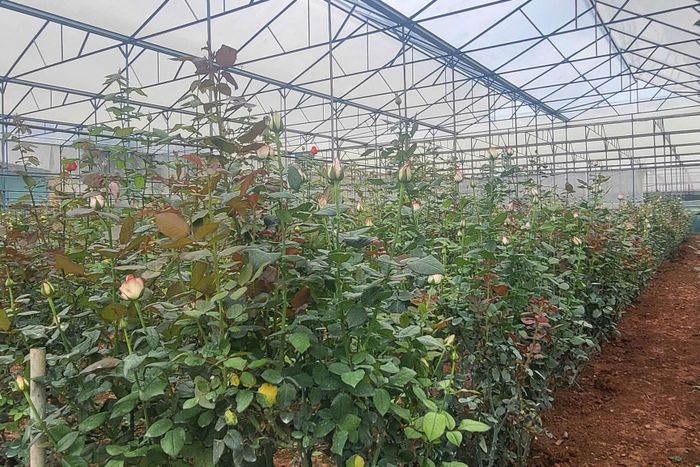 Việc đưa sản phẩm lên sàn thương mại điện tử giúp người dân giảm chi phí ở các khâu trung gian