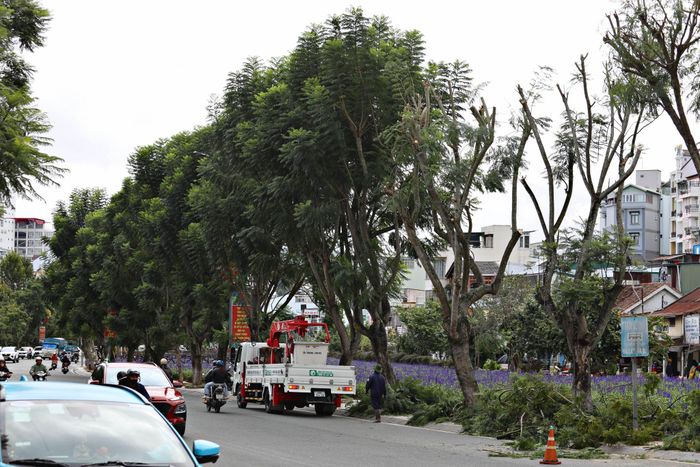 Việc kiểm tra, rà soát cắt tỉa cây xanh, cưa hạ cây có dấu hiệu mục gốc... đang được các đơn vị đẩy nhanh kiểm tra, xử lý xong trước cao điểm mùa mưa bão năm 2026