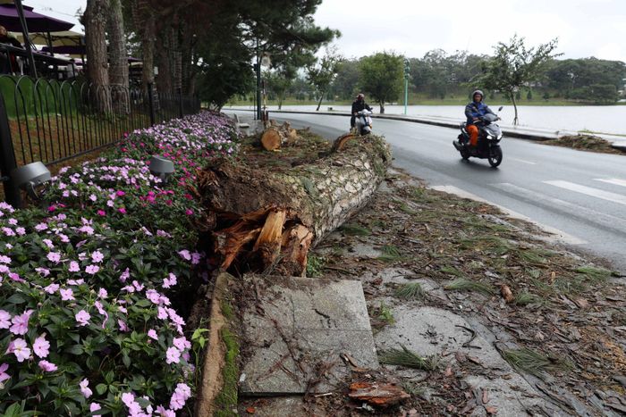 Một cây xanh bật gốc đang được cắt dọn trên đường Trần Quốc Toản, quanh hồ Xuân Hương, phường Xuân Hương - Đà Lạt ngày 19/8