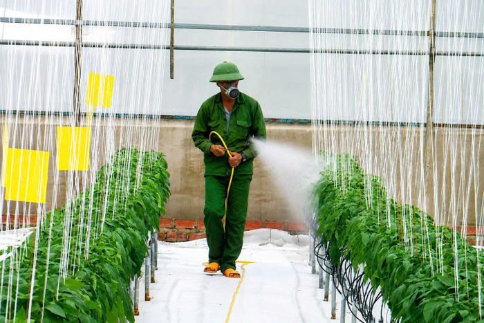 Nông dân xã Hiệp Thạnh sử dụng công nghệ phun tưới phân sinh học theo đúng tiêu chuẩn
