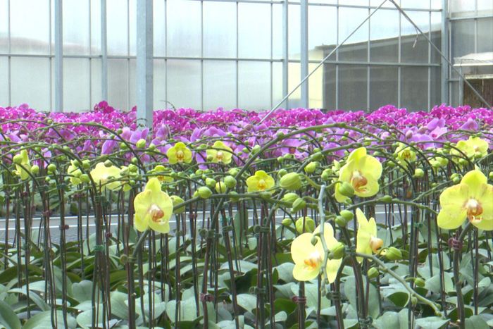 Sản phẩm lan hồ điệp của Công ty TNHH Ánh Dương Lâm Đồng, xã Hiệp Thạnh được thị trường trong nước ưa chuộng
