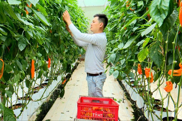 Nhờ áp dụng kỹ thuật tưới và bón phân tiết kiệm nên các sản phẩm của HTX An Phú mang lại năng suất và hiệu quả kinh tế cao