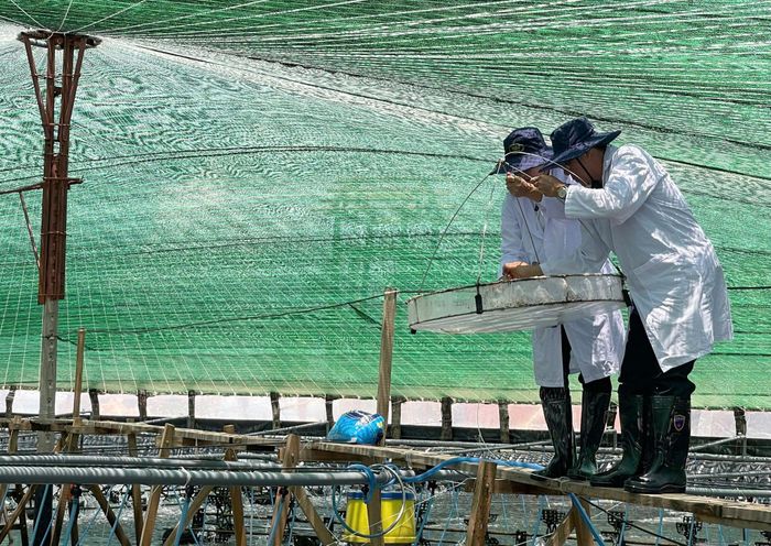 Phó Chủ tịch UBND tỉnh Nguyễn Minh trải nghiệm kéo tôm