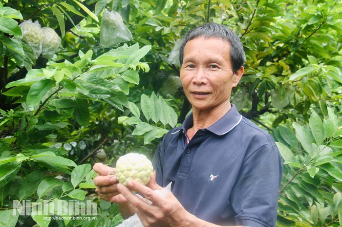 Ông Trần Trọng Việt vui mừng bên vườn na đã đơm trái ngọt.