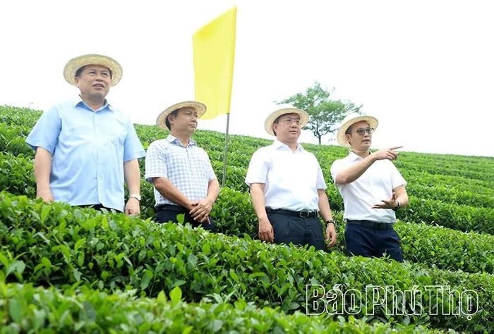 Chủ tịch UBND tỉnh Trần Duy Đông và Phó Chủ tịch UBND tỉnh Đinh Công Sứ kiểm tra vùng nguyên liệu chè tập trung tại xã Long Cốc.