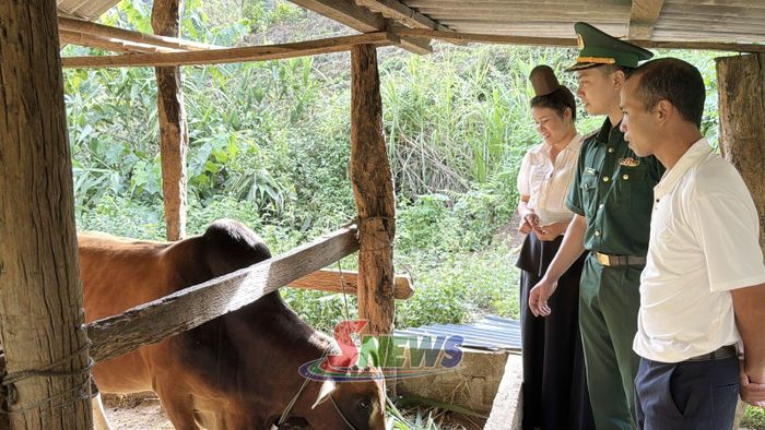 Cán bộ Đồn Biên phòng Phiêng Pằn hướng dẫn người dân kỹ thuật nuôi bò giống.