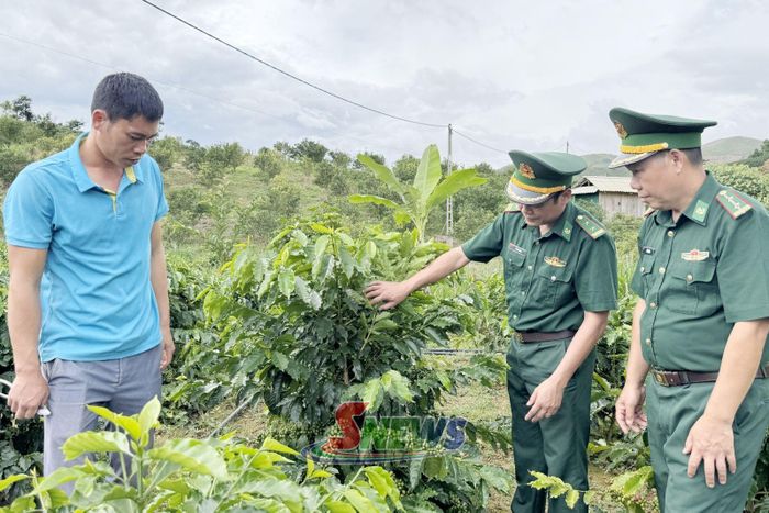 Cán bộ Đồn Biên phòng Nậm Lạnh hướng dẫn người dân bản Phổng kỹ thuật trồng cây cà phê.
