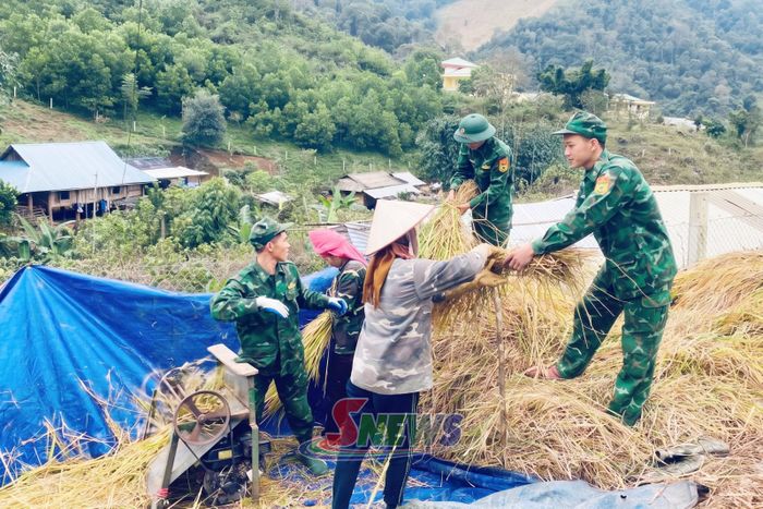 Cán bộ, chiến sĩ Đồn Biên phòng Phiêng Pằn hỗ trợ người dân bản Phiêng Khàng gặt lúa.