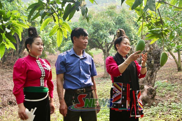 Nông dân xã Chiềng Hặc thực hiện bao trái xoài vụ năm 2026. Ảnh: Tuấn Hiển