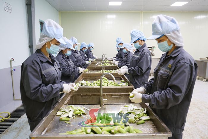 Công nhân Nhà máy chế biến chuối, Công ty CP MUSA GREEN tại bản Cứp, xã Mường Bú. 