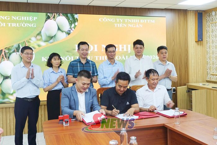 Công ty TNHH Đầu tư thương mại Tiến Ngân ký kết biên bản ghi nhớ hợp tác, hợp đồng bao tiêu sản phẩm xoài với một số HTX trên địa bàn tỉnh.