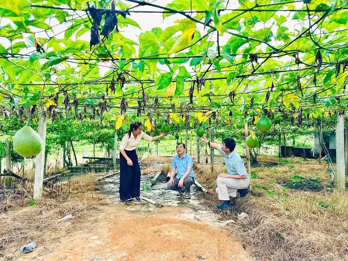 Lãnh đạo xã Hòa An kiểm tra mô hình trồng gấc liên kết trên địa bàn.