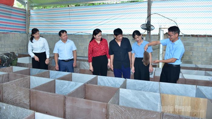 Đồng chí Phó Bí thư Thường trực chuyên trách Đảng ủy UBND tỉnh Nông Thị Bích Huệ tham quan mô hình nuôi dúi của hộ anh Ma Văn Sang, thôn Làng Đẩu.