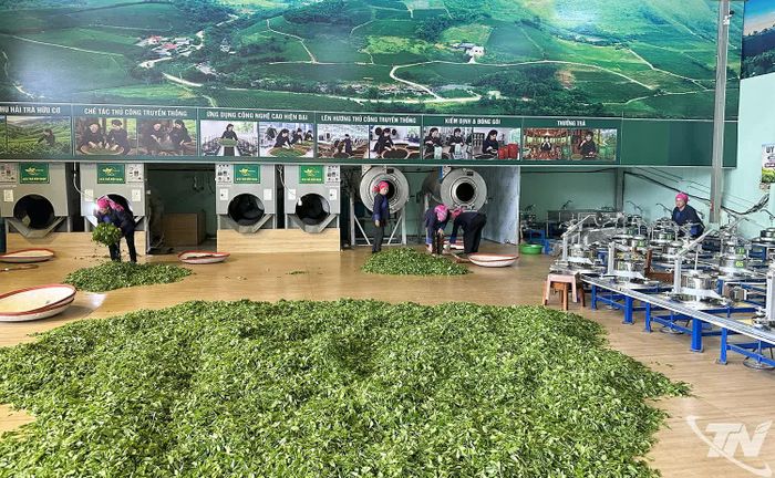 Sản xuất chè tại nhà xưởng của Hợp tác xã trà Búp Ngọc.