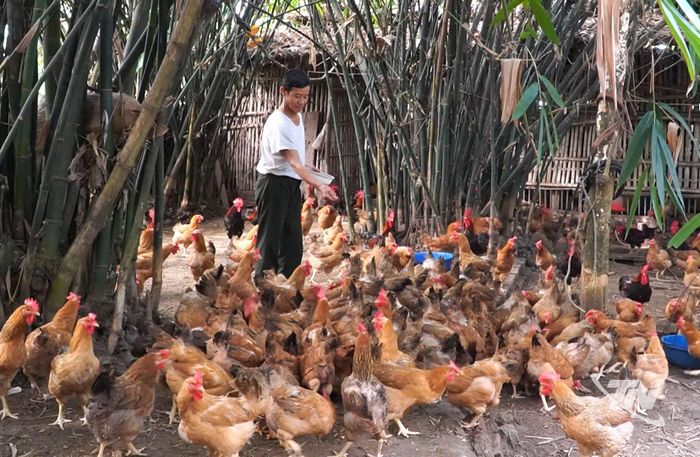 Xã Thành Công triển khai mô hình chăn nuôi gà phù hợp điều kiện và khả năng sản xuất của người dân.