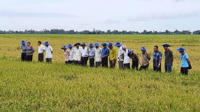 Tân Hiệp tiếp tục triển khai Đề án phát triển 1 triệu ha lúa chuyên canh chất lượng cao, phát thải thấp gắn với tăng trưởng xanh vùng Đồng bằng sông Cửu Long