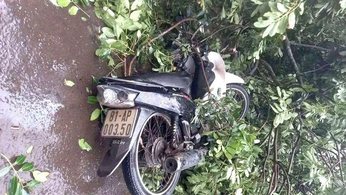 Xe máy bị cây đè trúng tại hiện trường.