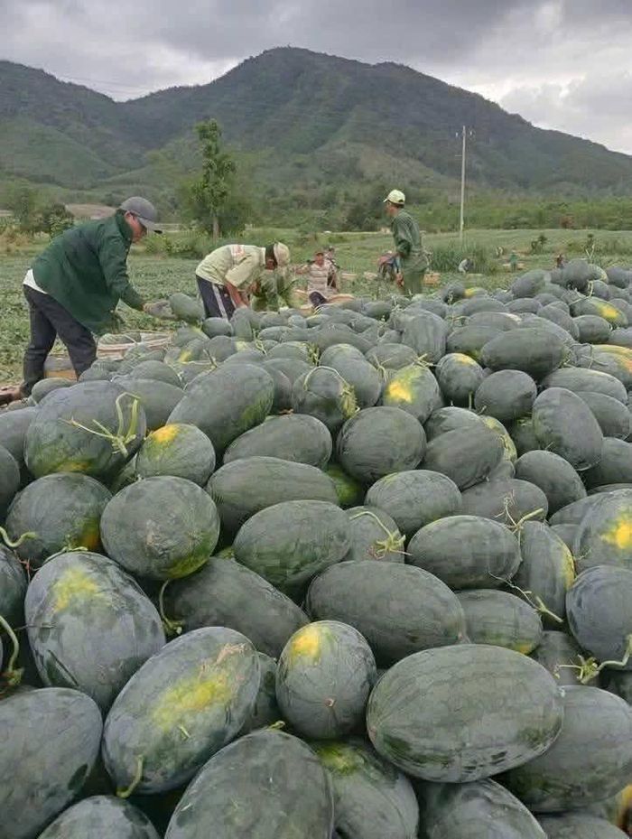Nông dân vẫn nỗi lo thường trực "được mùa mất giá"... (Ảnh PV)