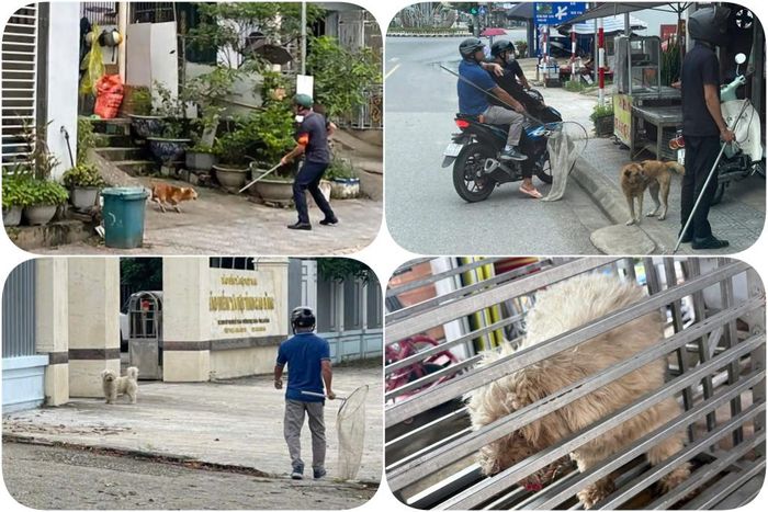 Đội trật tự đô thị phường Thục Phán tăng cường xử lí các trường hợp chó thả rông trên địa bàn.