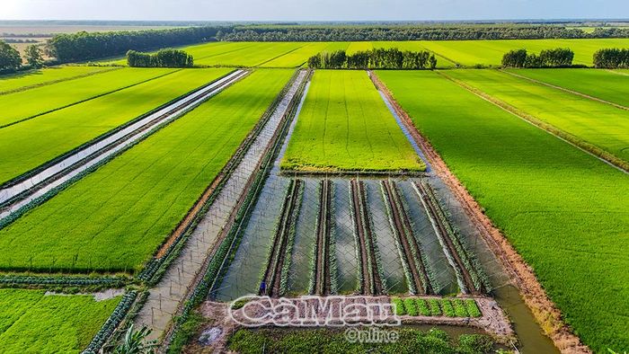 Lúa vẫn là cây trồng chủ lực và trên cùng không gian sản xuất, người dân có thể tận dụng bờ ruộng để trồng rau màu, chuối, dưới ruộng nuôi cá đồng, trồng bông súng... cho thu nhập đa nguồn, bền vững.
