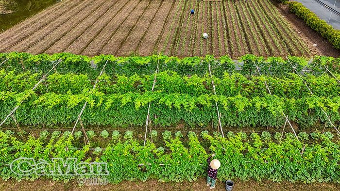 Thời điểm sáng sớm và chiều mát, bà con ấp Cơi 6, xã Ðá Bạc, ra đồng chăm sóc hoa màu, hình ảnh quen thuộc nơi đây.