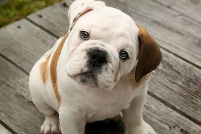 Nghiêng đầu vì đang mong chờ điều gì đó. Ảnh minh họa.