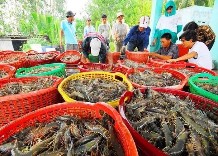 Xuất khẩu tôm Việt Nam đạt gần 2,8 tỷ USD trong 7 tháng đầu năm 2026.