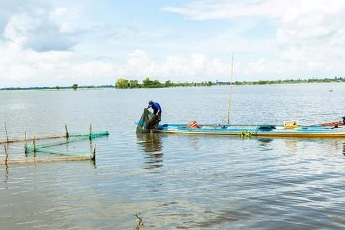Ngư dân buông lưới đánh bắt cá linh