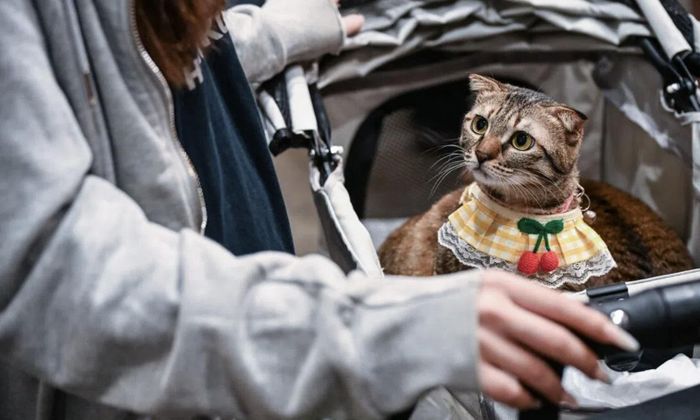 Các nhà khoa học vừa phát hiện ra cơ chế mèo nhà nhận biết nhau qua mùi nước tiểu - Ảnh: AFP