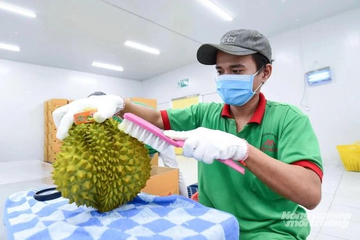 Thêm 401 vùng trồng, 166 cơ sở đóng gói sầu riêng được Trung Quốc phê duyệt. Ảnh: Tùng Đinh.