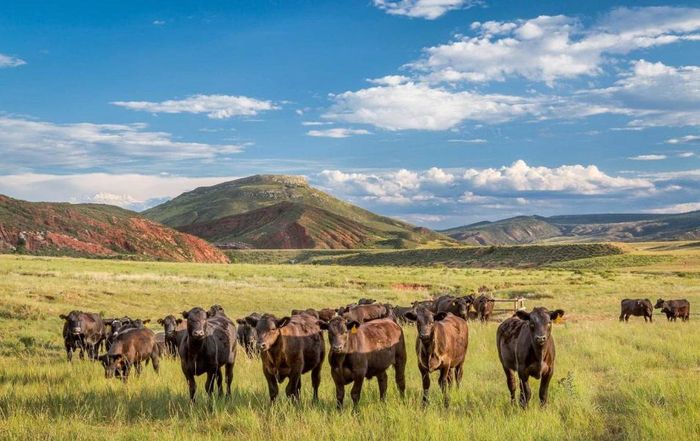 Theo bản tóm tắt RANCH Act, đất đăng ký phải từng được canh tác hoặc được xác định là đất gieo trồng trong ít nhất 4 trên 6 năm gần nhất