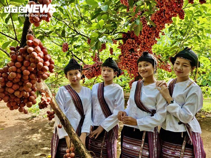 Những năm gần đây, xã Vân Hòa được nhiều du khách tìm đến khám phá, check-in vào mùa đỏ chín.