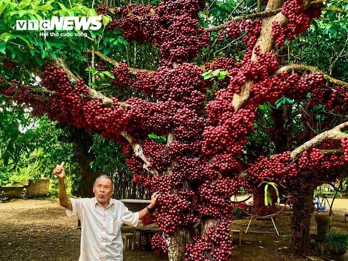 Cây đỏ khoảng 200 năm tuổi tại Vườn đỏ Bốn Cư. Ông Nguyễn Văn Cư, chủ khu vườn, cho biết cây đã gắn bó với gia đình qua nhiều thế hệ và được cha ông giữ lại khi khai hoang đất trồng trọt. Cây được giữ lại để lấy bóng mát, hái quả và như một sản vật gắn với vùng đất này.