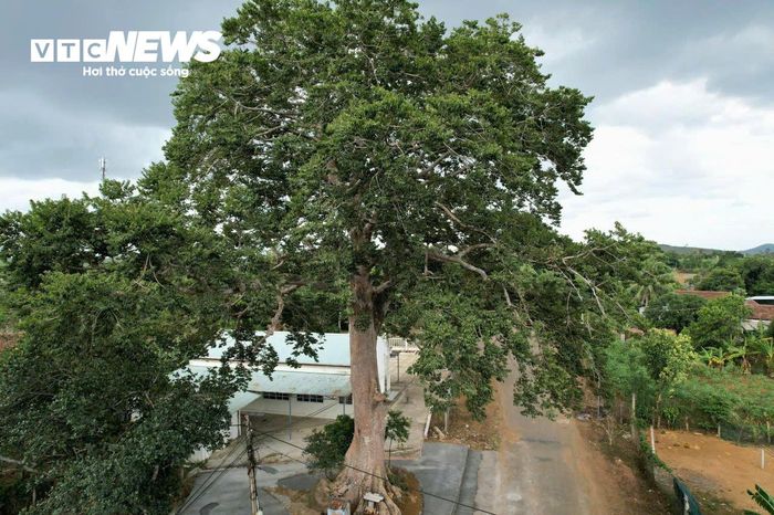 Các bậc cao niên trong làng kể, trong suốt hàng trăm năm khai hoang, lập nghiệp, người dân giữ lại cây cộng bởi đây là loài cây rừng tự nhiên quý hiếm, nhựa cây từng được người xưa sử dụng trong việc chế tạo tên săn bắn. Dưới gốc cây cộng có miếu thờ Thiên Y A Na, mặc dù qua thời gian và chiến tranh, công trình không còn nguyên vẹn nhưng đây vẫn là không gian tín ngưỡng của người dân địa phương. Những câu chuyện ấy được truyền từ thế hệ này sang thế hệ khác, góp phần tạo nên giá trị văn hóa đặc biệt của cây cổ thụ giữa khu dân cư.
