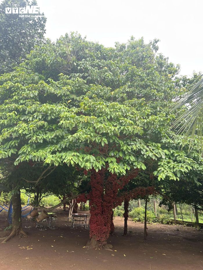 Những cây đỏ cổ thụ có tán rộng, thân lớn, mang dấu tích thời gian và được người dân gìn giữ qua nhiều thế hệ.