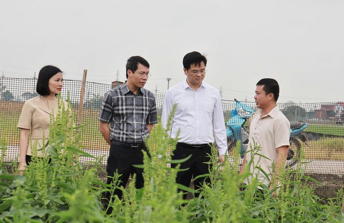 Trồng sâm nữ hoàng - mô hình phát triển kinh tế nông nghiệp mới tại xã Hát Môn. Ảnh: Minh Phú