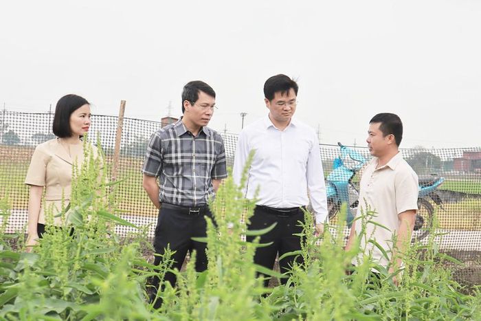 Trồng sâm nữ hoàng - mô hình phát triển kinh tế nông nghiệp mới tại xã Hát Môn. Ảnh: Minh Phú