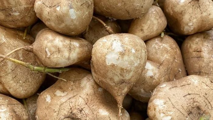 Củ đậu giá rẻ, vừa ăn vặt vừa dùng làm nguyên liệu chế biến nhiều món ăn bổ dưỡng. Ảnh HM