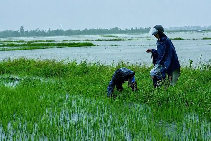 Mưa lớn kéo dài khiến nhiều hecta lúa hè thu của người dân bị ngập. Ảnh: Đức Đồng.