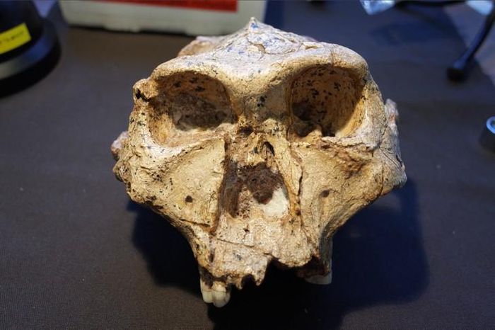 Hộp sọ của một cá thể thuộc chi Paranthropus. Ảnh: Ian Towle, Đại học Monash