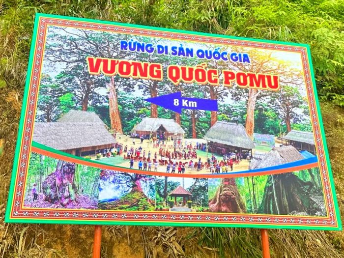 “Vương quốc pơmu” nghìn tuổi được công nhận là Cây di sản Việt Nam từ năm 2016