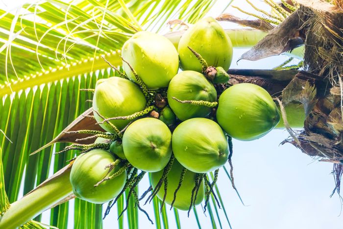  Người suy giảm chức năng thận cần thận trọng khi uống nước dừa do khả năng đào thải kali giảm, làm tăng nguy cơ kali tích tụ trong máu. Ảnh: Magnific. 